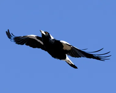 magpie flying in the sky, wings stretched out