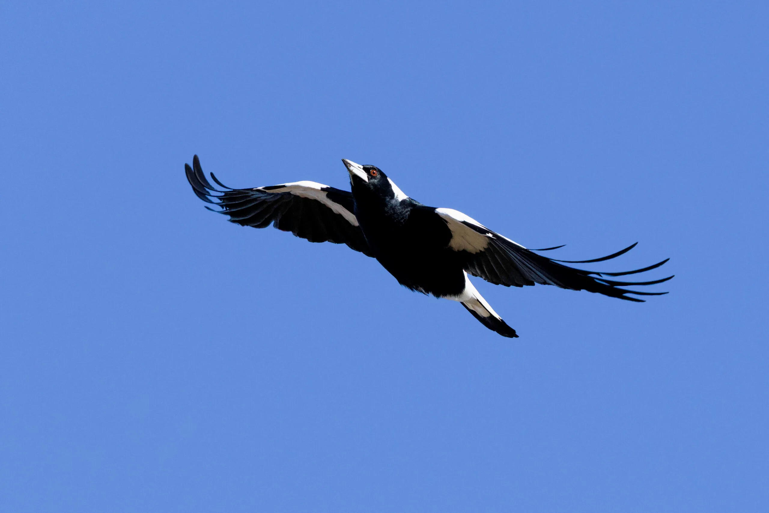 magpie flying in the sky, wings stretched out