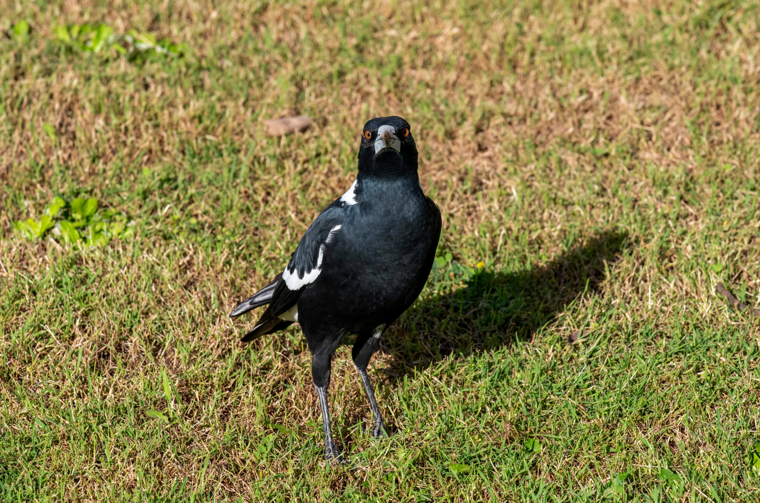 magpie on gras slawn looking straight into camera