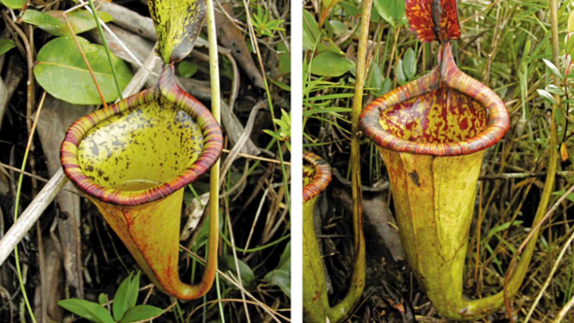 Nepenthes attenboroughii 