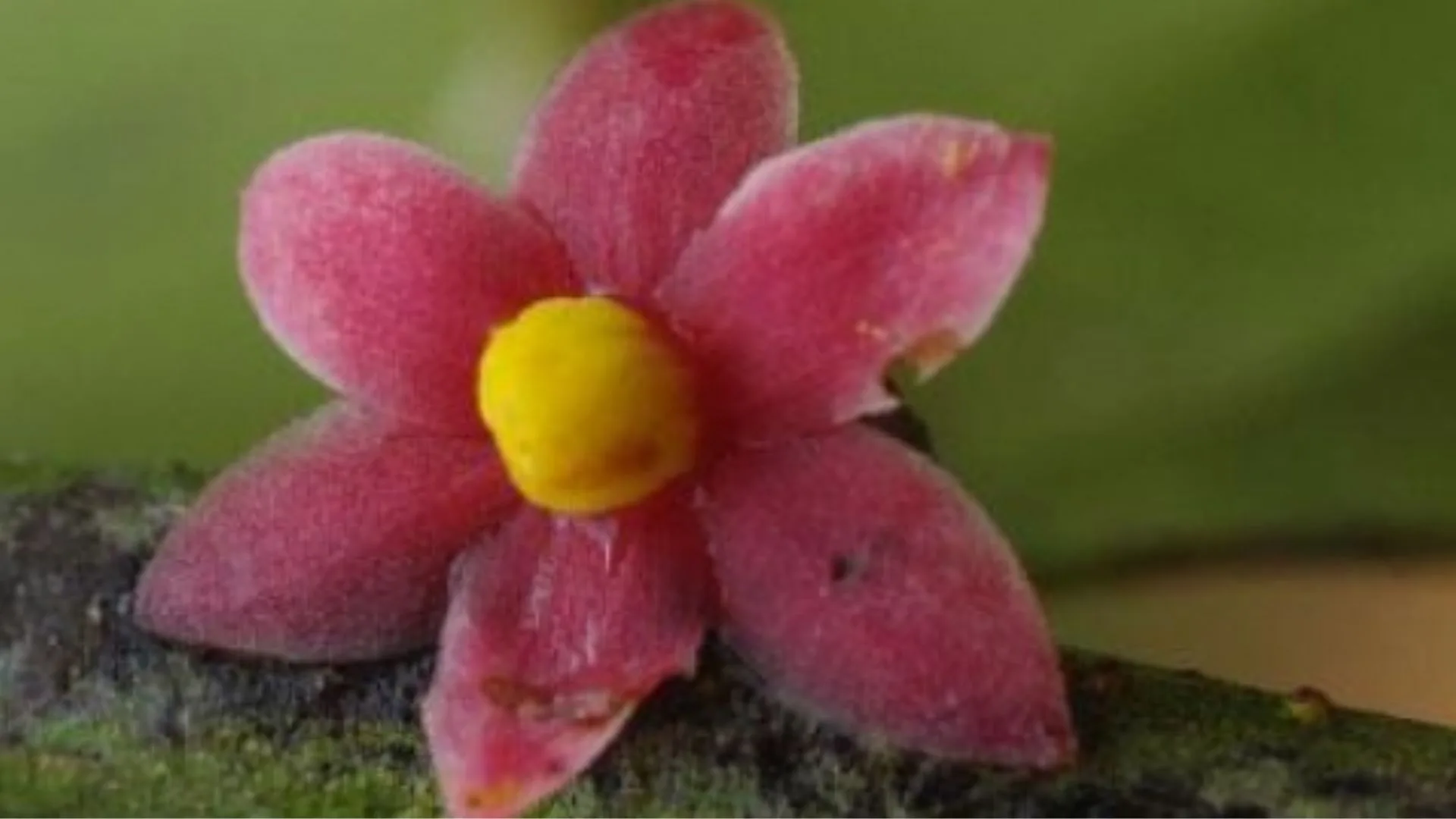 Sirdavidia solannona