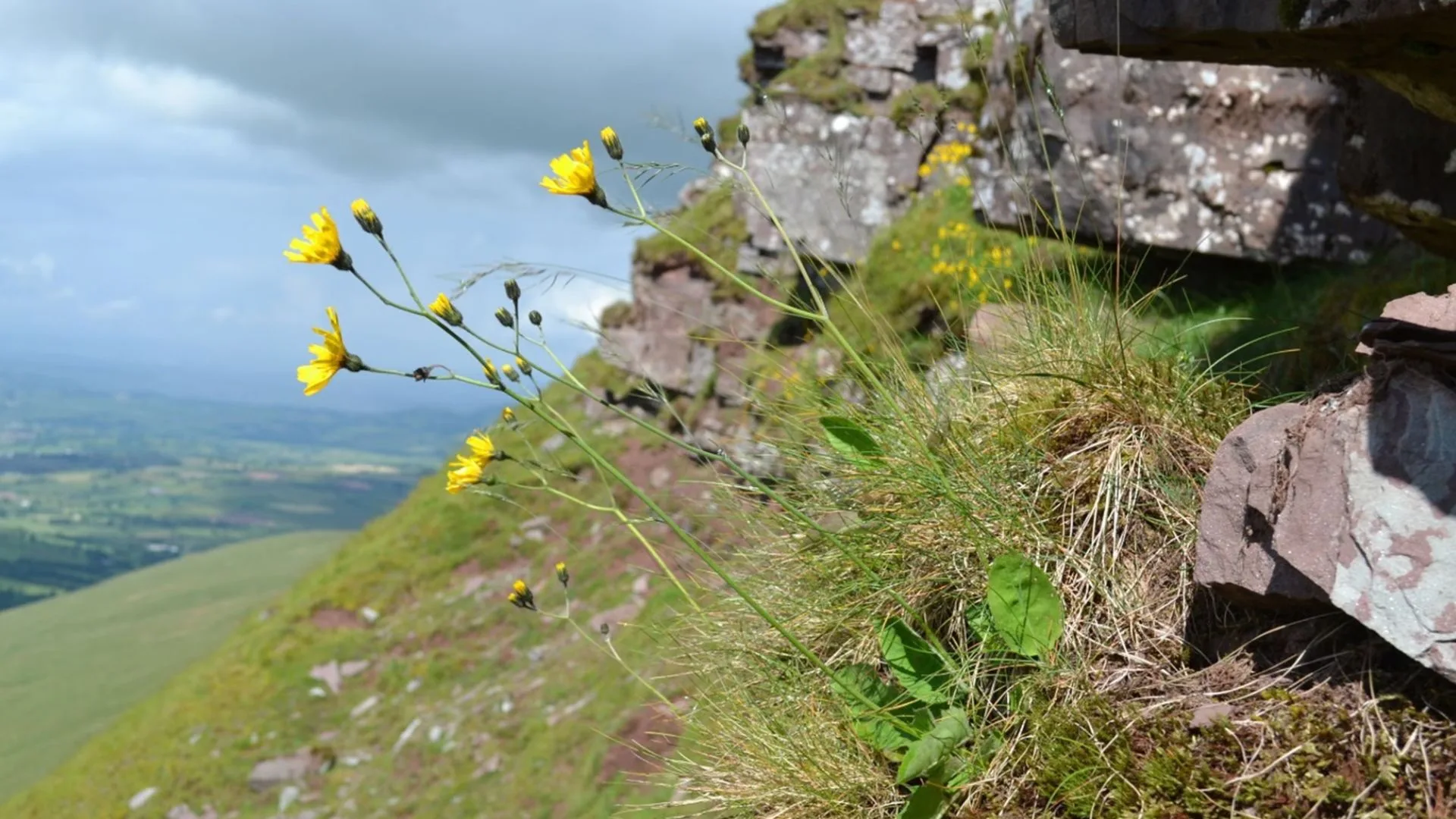 Hieracium attenboroughianum
