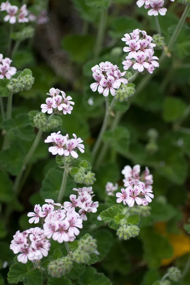 wild geranium