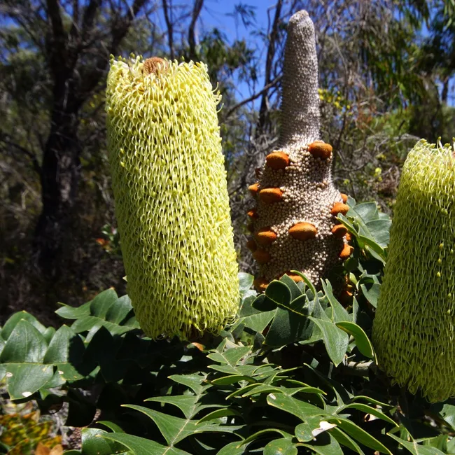 Banksia grandis bull banksia adobe