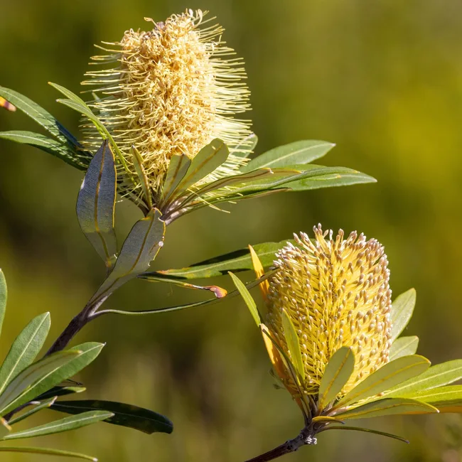 Banksia integrifolia (coast banksia) adobe stock