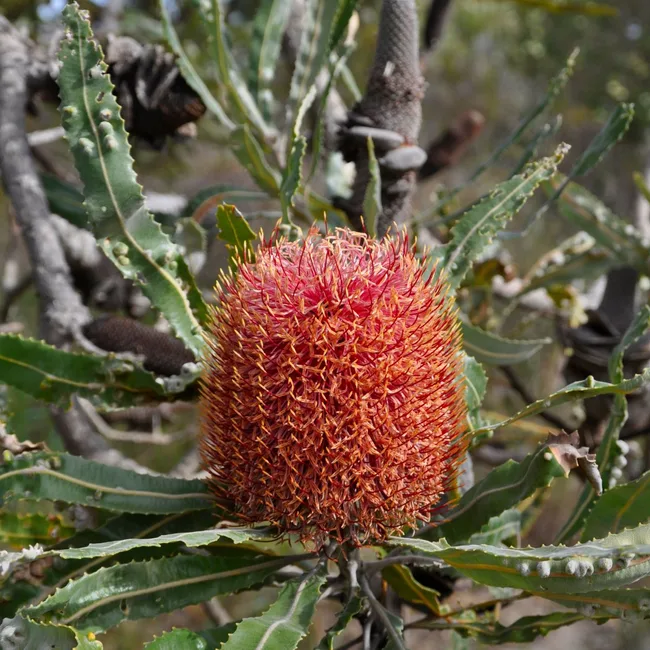 Banksia menziesii