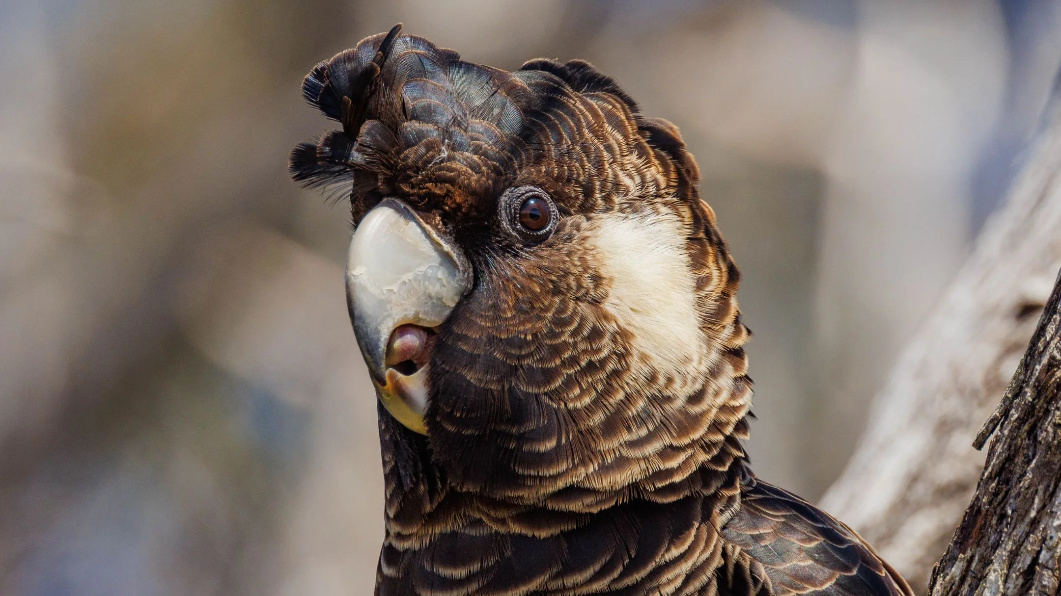 Carnaby's Black Cockatoos 
