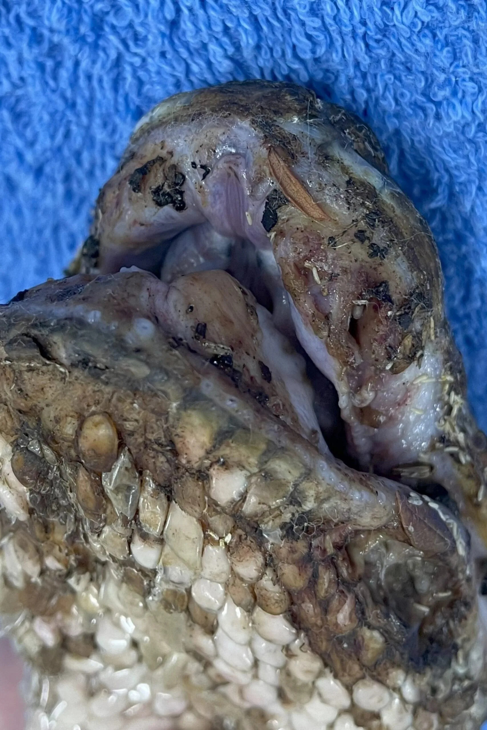 A carpet python snake from Southeast Queensland exhibiting signs of snake fungal disease.