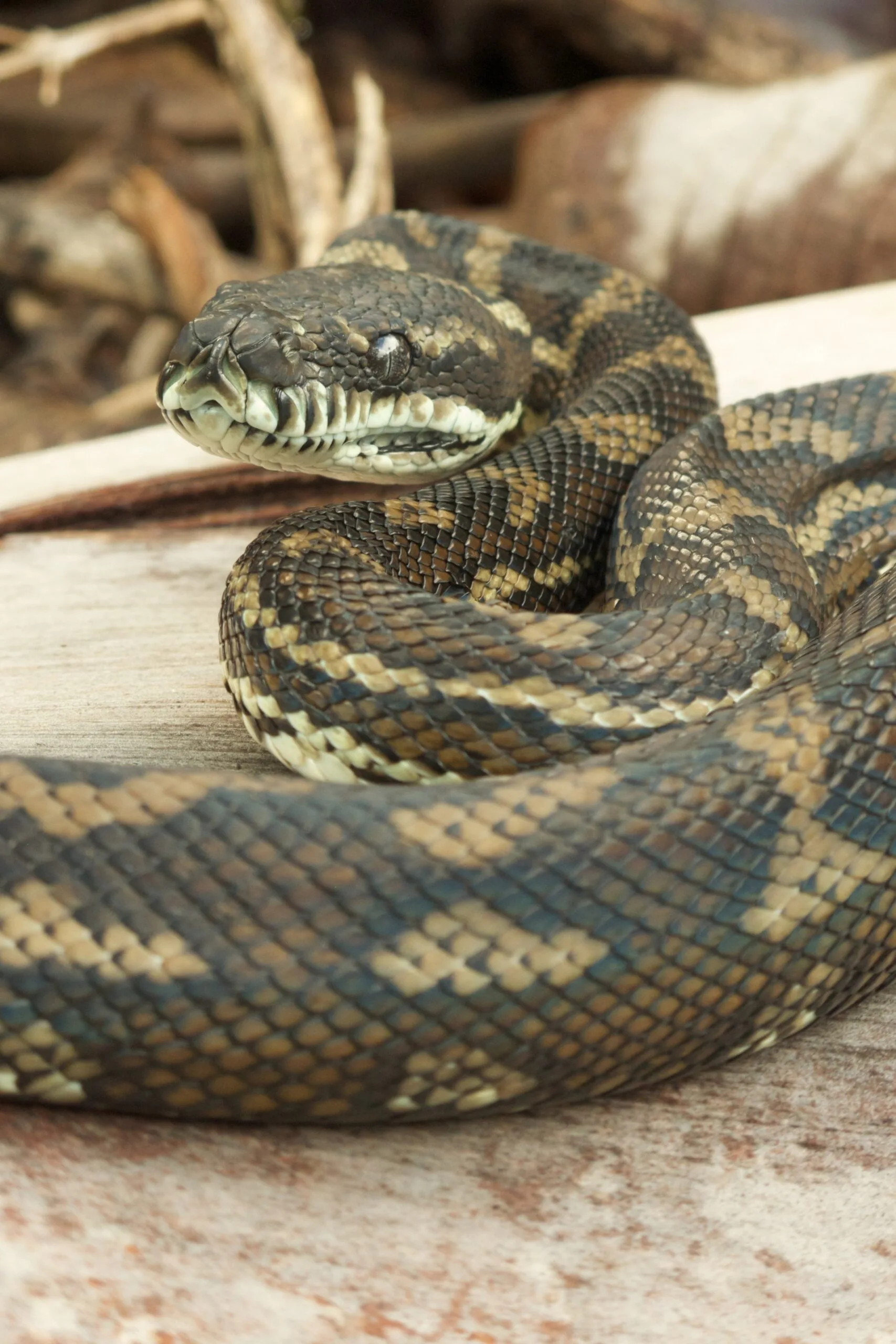 Carpet python has presented with snake fungal disease most frequently, alongside the eastern brown snake.