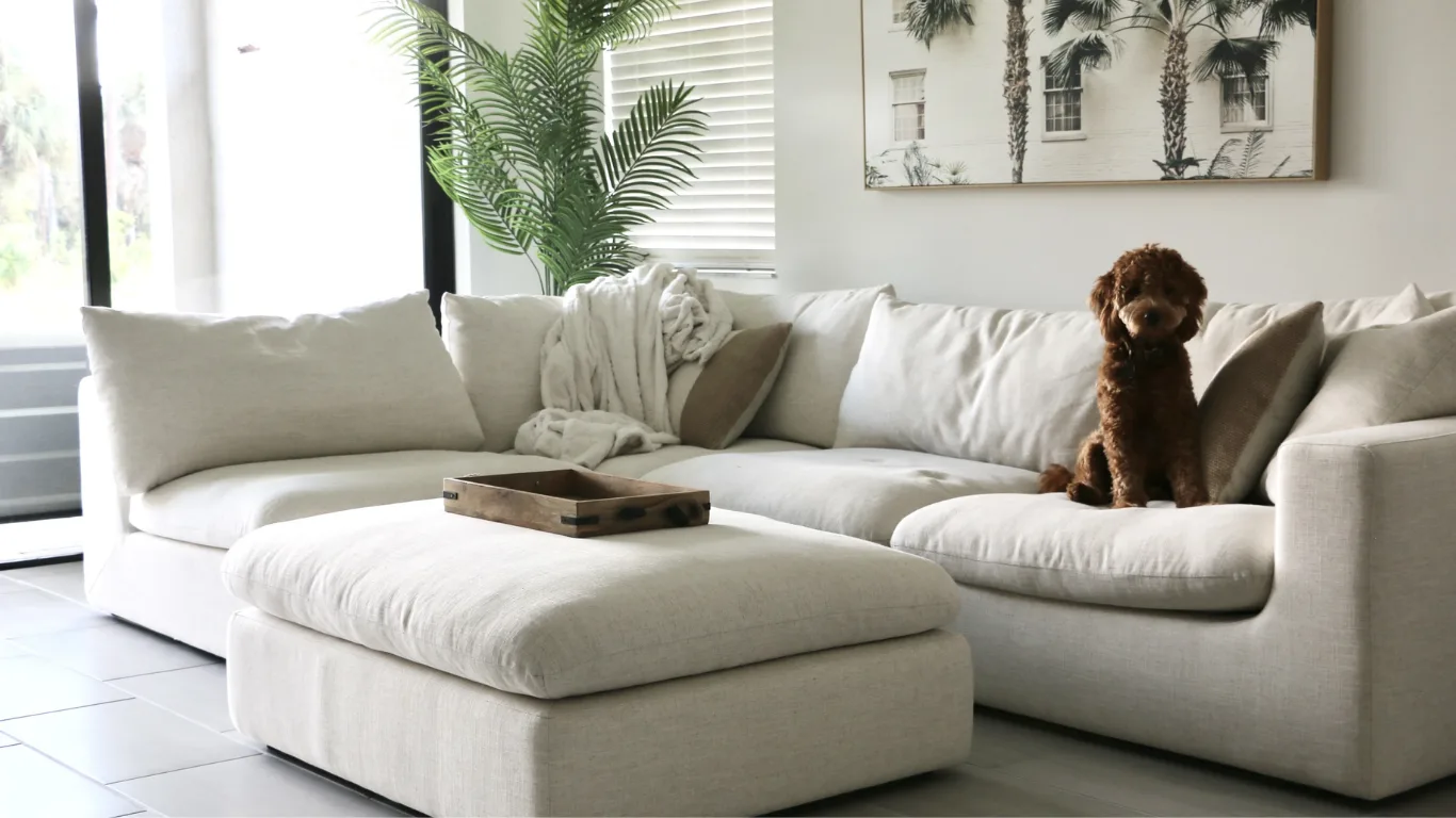 how to choose a Pet-friendly sofa 
