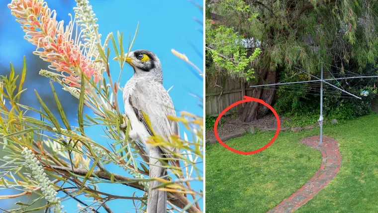 Noisy miner bird in a grevillea tree with a suburban Australian backyard