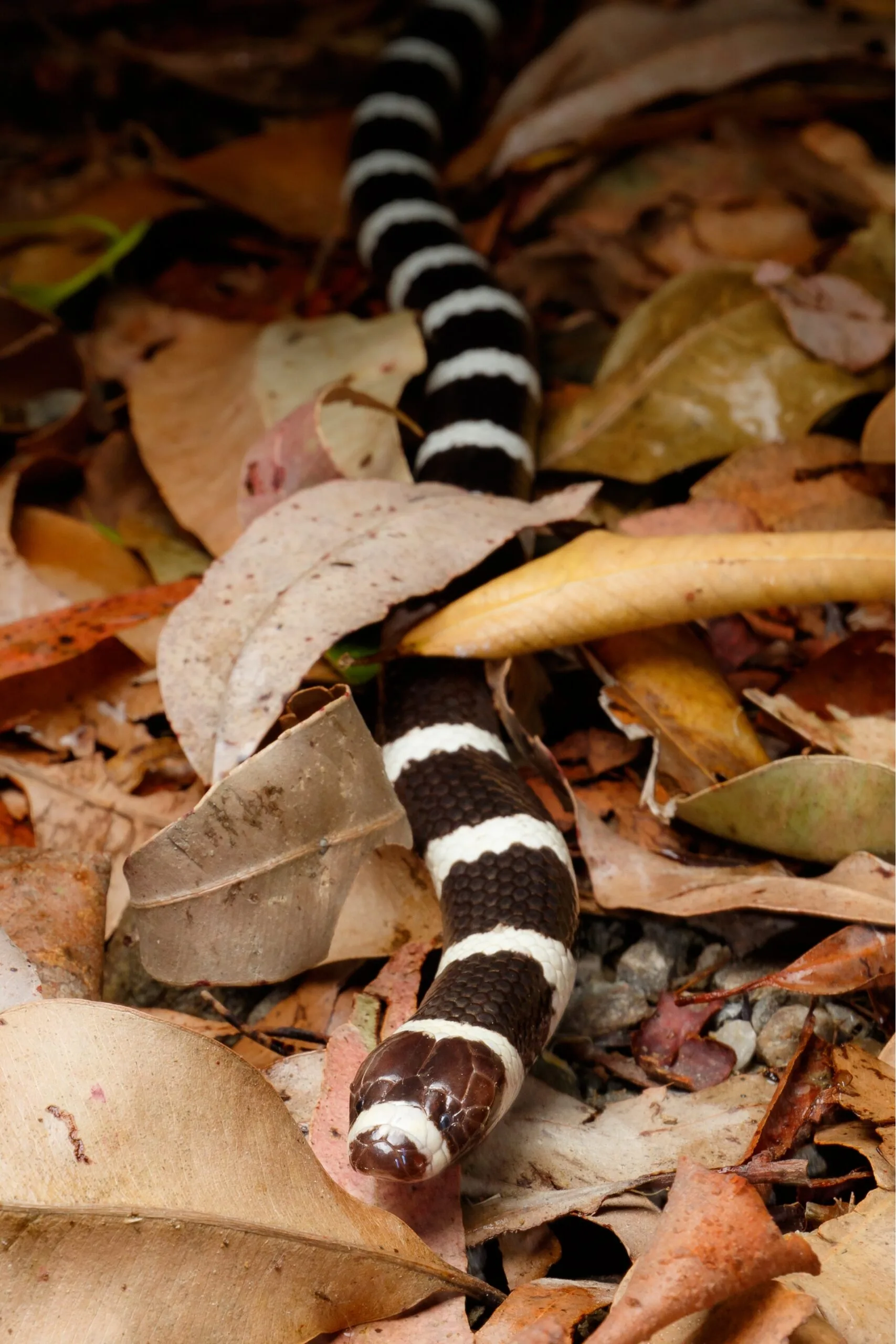 The Eastern bandy bandy snake is one snake species affected by snake fungal disease observed in Southeast Queensland.