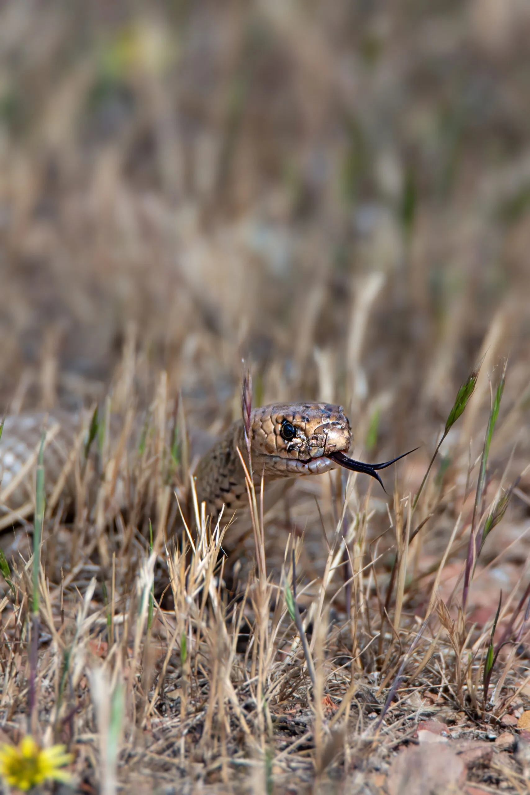Eastern brown snakes are among several species affected by snake fungal disease in Southeast Queensland.