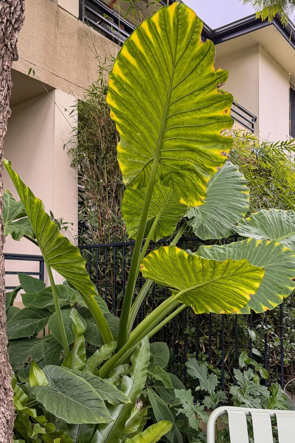 elephant ear growing in sydney.
