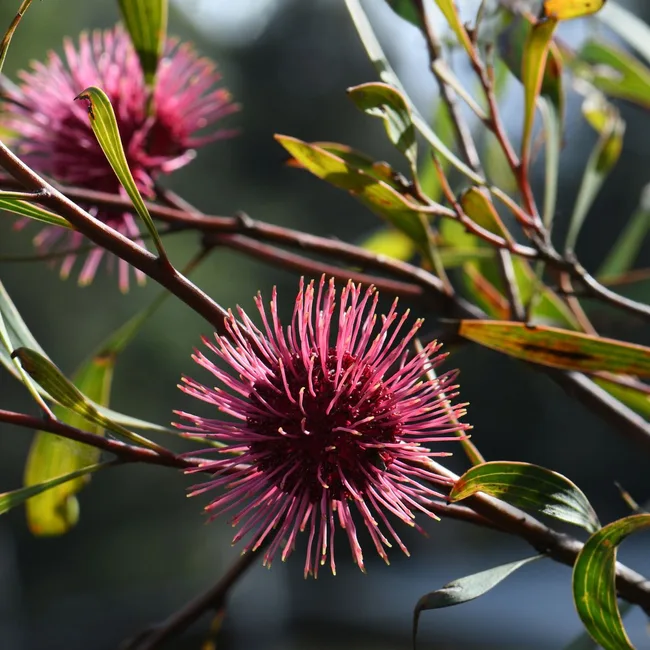Hakea laurina