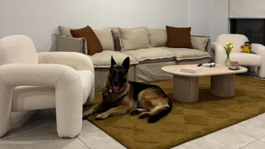My dog-approved sofa is 30% off right now. Let me tell you why you need it