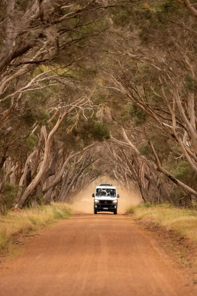 kangaroo island fwd car driving down dirt road with gum trees on either side