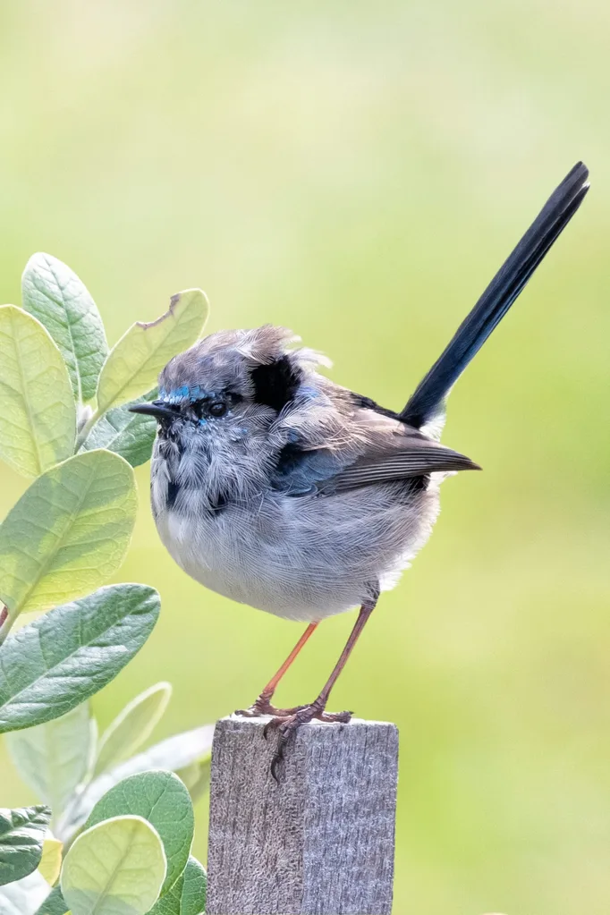 Male superb fairy-wren on a wooden garden stake.