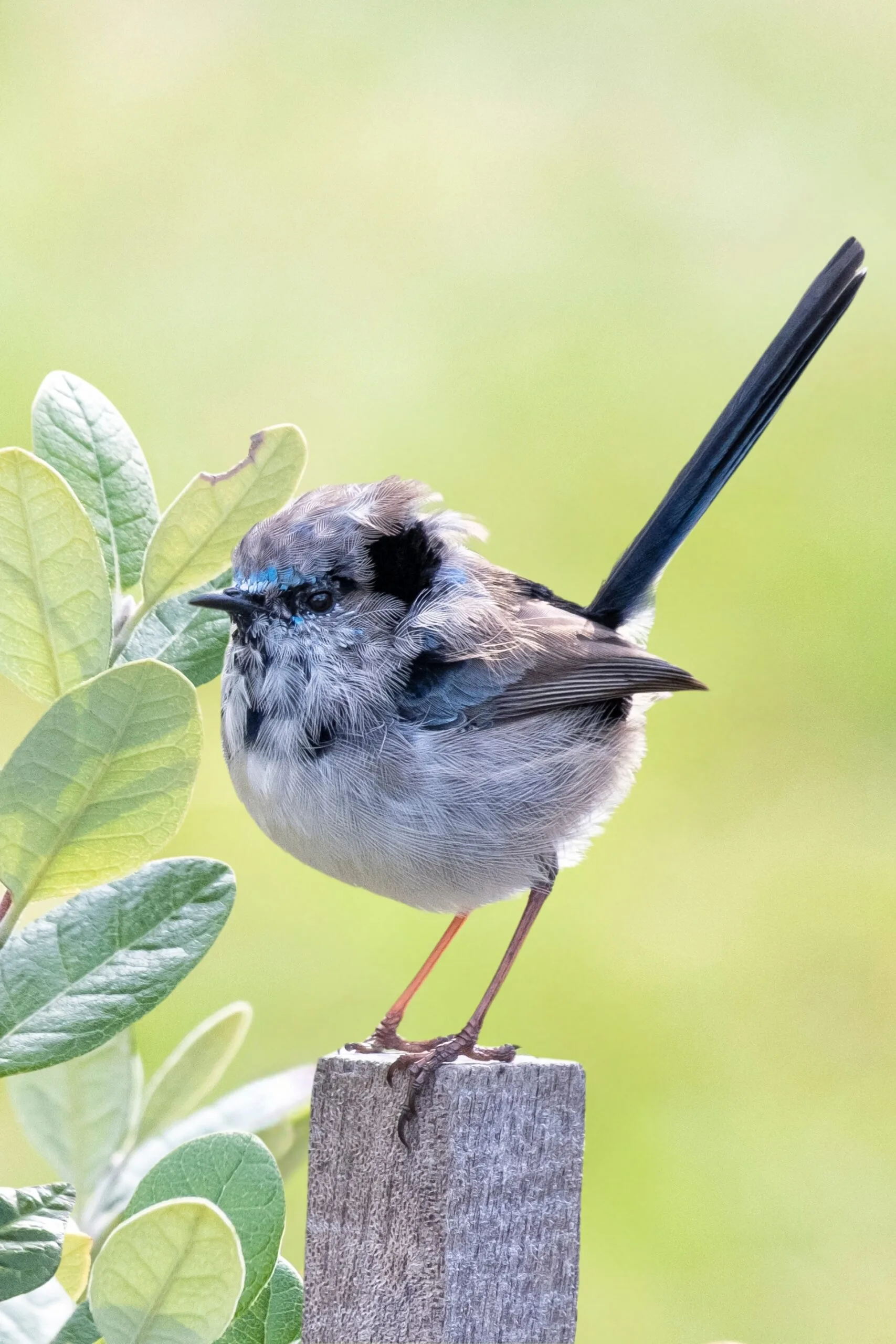 Male superb fairy-wren on a wooden garden stake. 