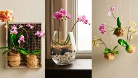 moth orchid displays