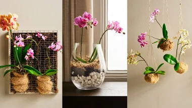 moth orchid displays