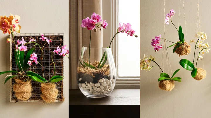 moth orchid displays