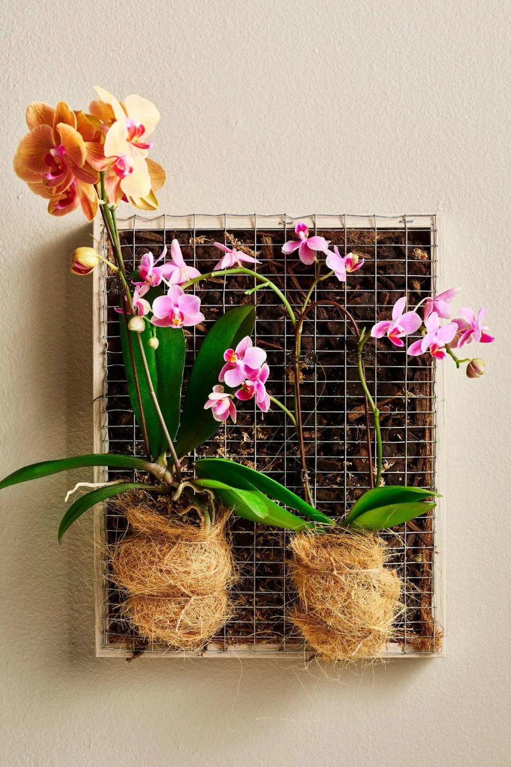 Moth orchid mounted in an upcycled picture frame with moss
