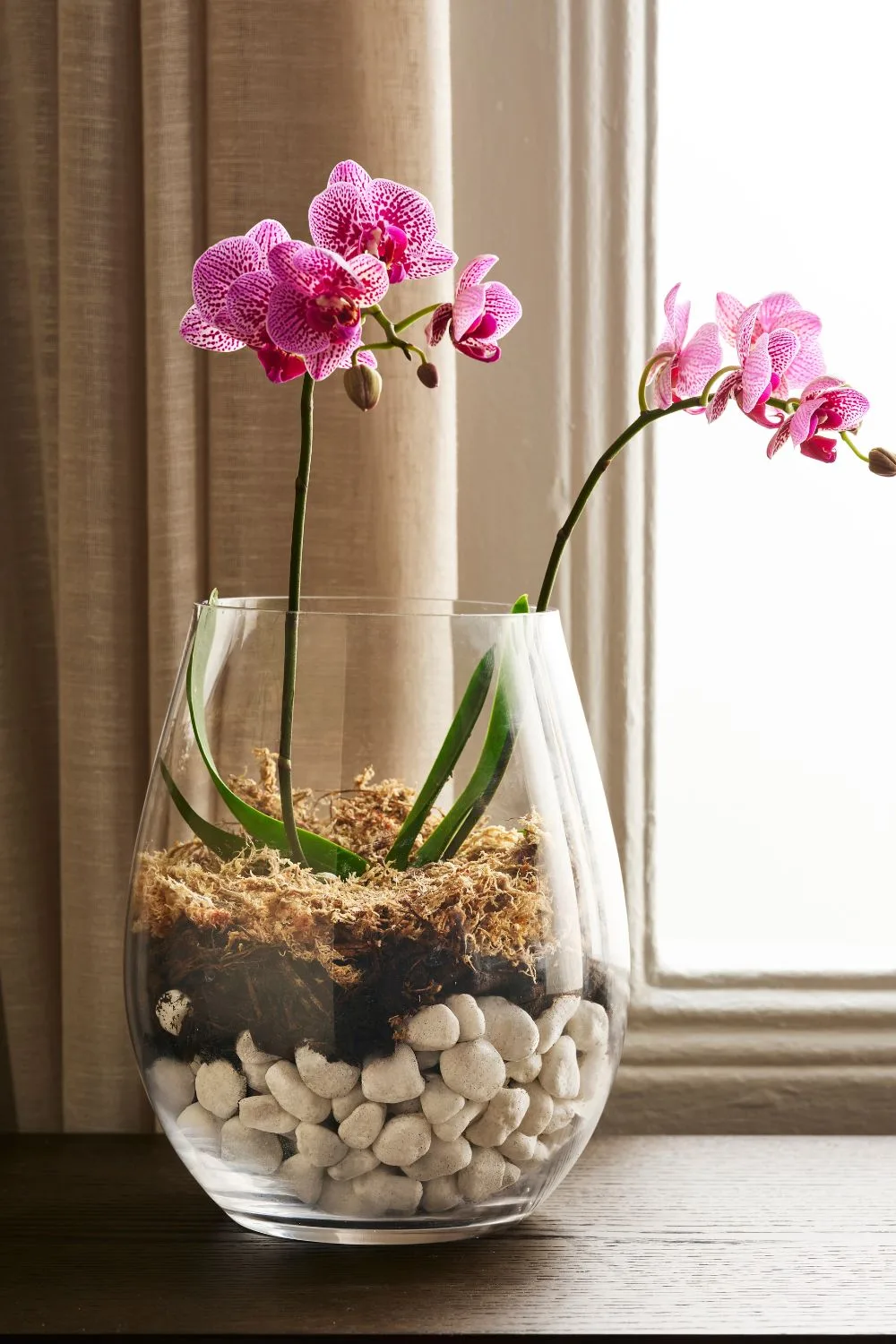 moth orchid in a vase.