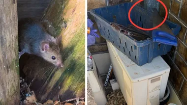 close up of common house mouse with cluttered backyard mouse entry point on the right