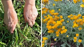 Two experts’ go-to native groundcovers when weeds are taking over