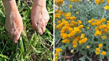 Two experts’ go-to native groundcovers when weeds are taking over
