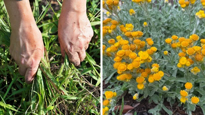 Two experts’ go-to native groundcovers when weeds are taking over