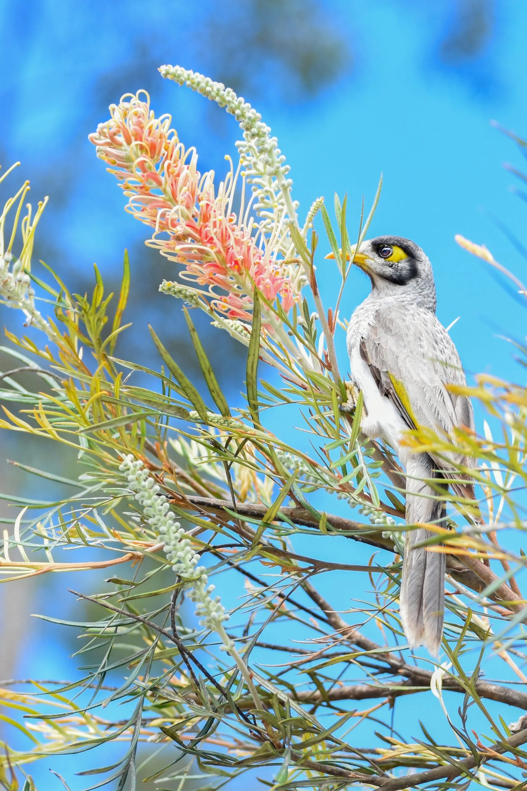 Noisy miner in a grevillea tree