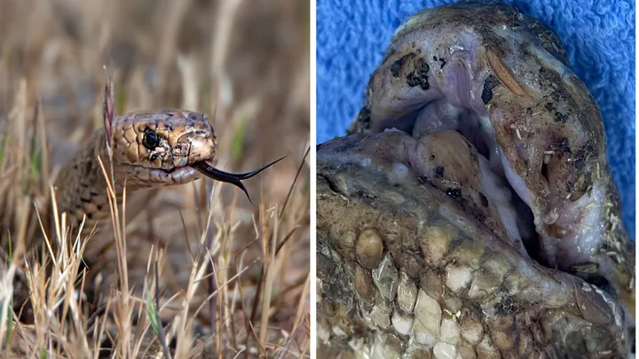 Wildlife researchers raise the alarm on “fatal” new snake disease sweeping Southeast Queensland