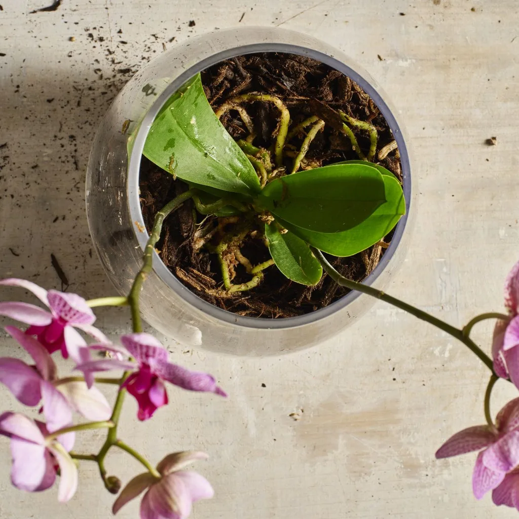 moth orchid in a vase