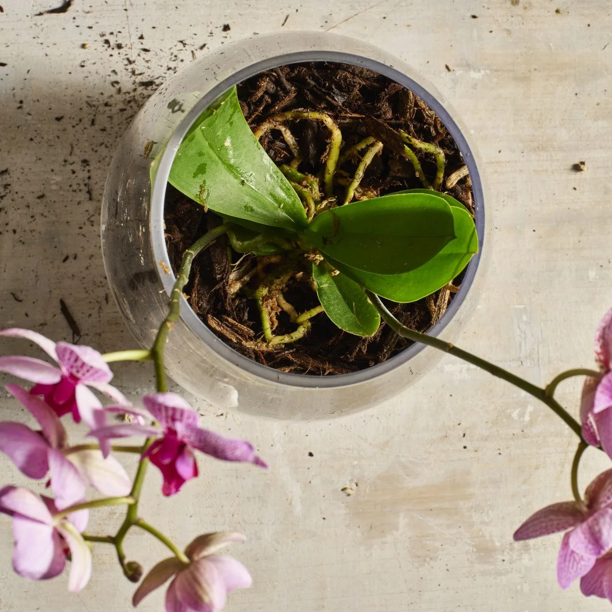 moth orchid in a vase