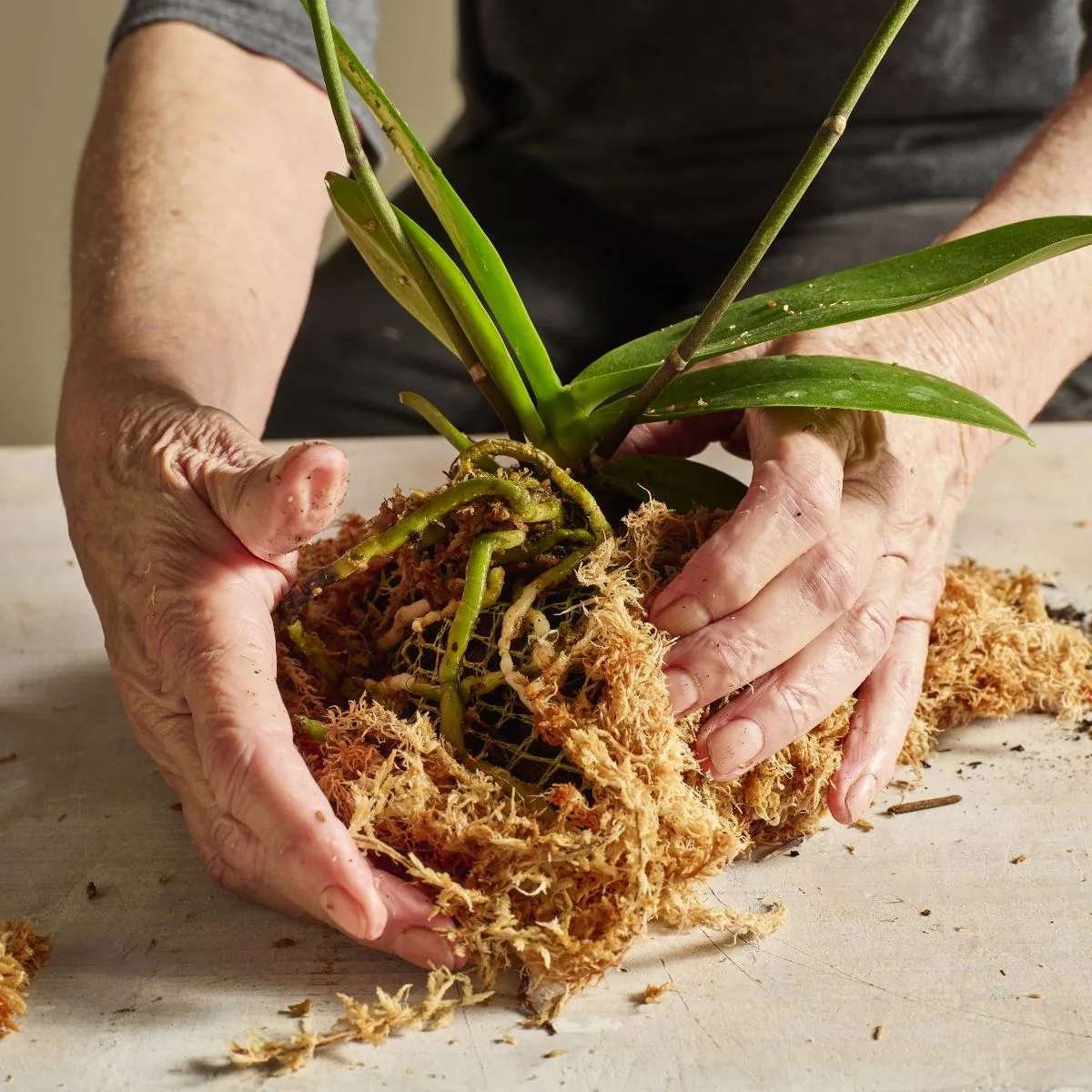 kokedama