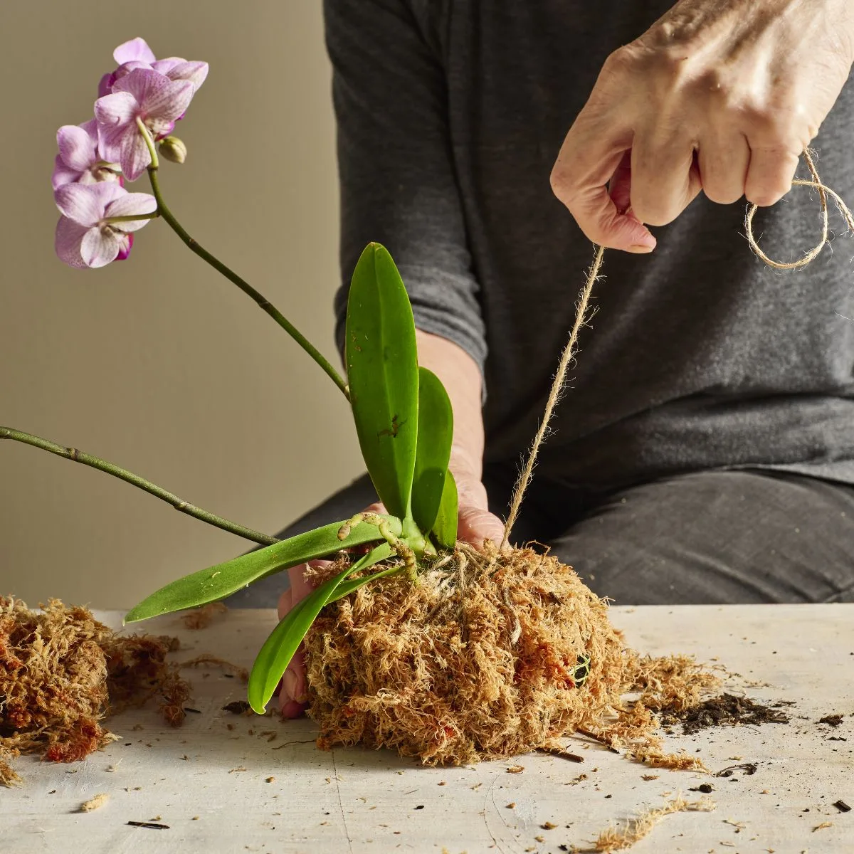 kokedama