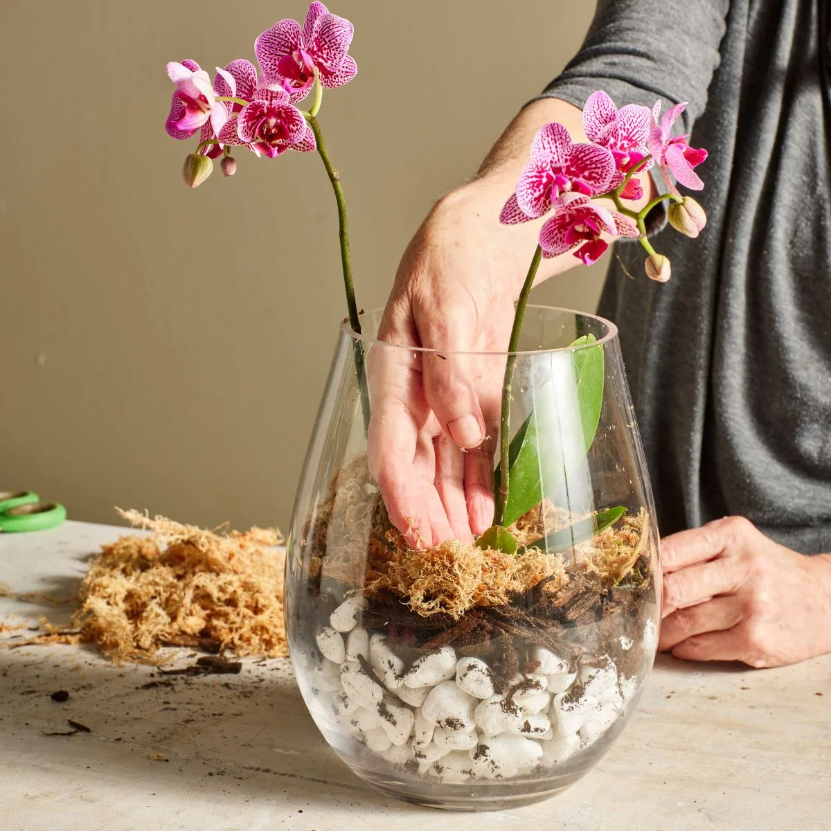 moth orchid in a vase