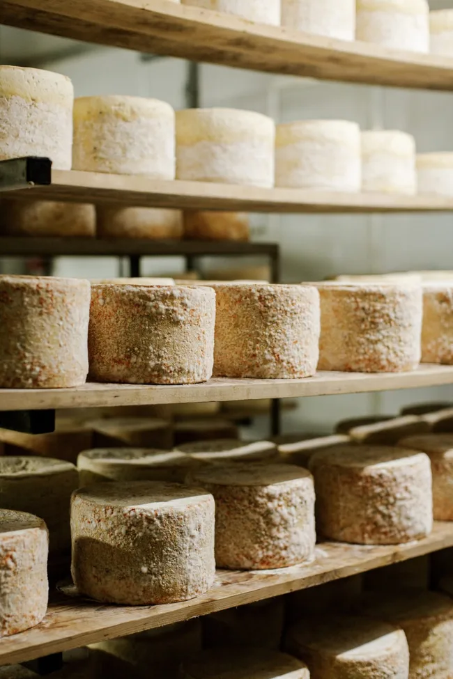 milawa cheese shelves with cheese rounds lining each shelf