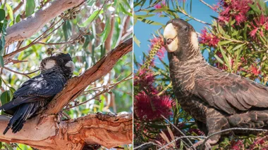 The simple thing every Australian gardener can do to help save black cockatoos