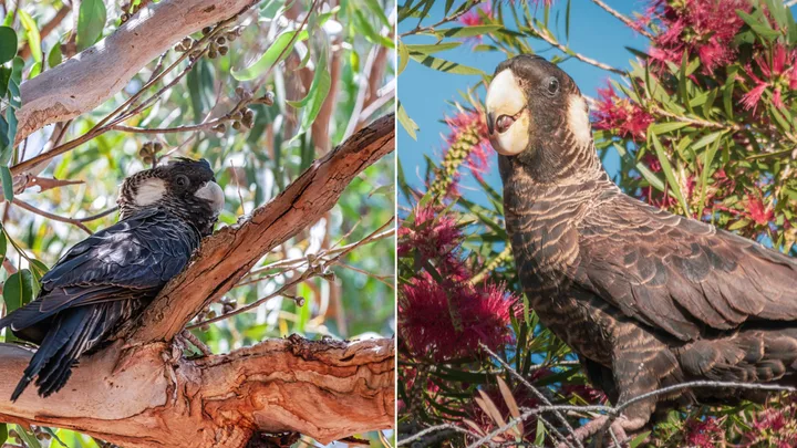 The simple thing every Australian gardener can do to help save black cockatoos