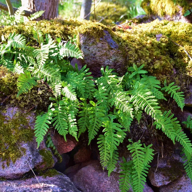 Blechnum fern (Blechnum spp.)