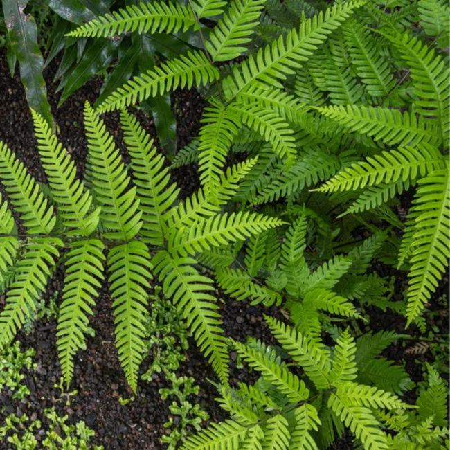 Brake ferns (Pteris spp.)
