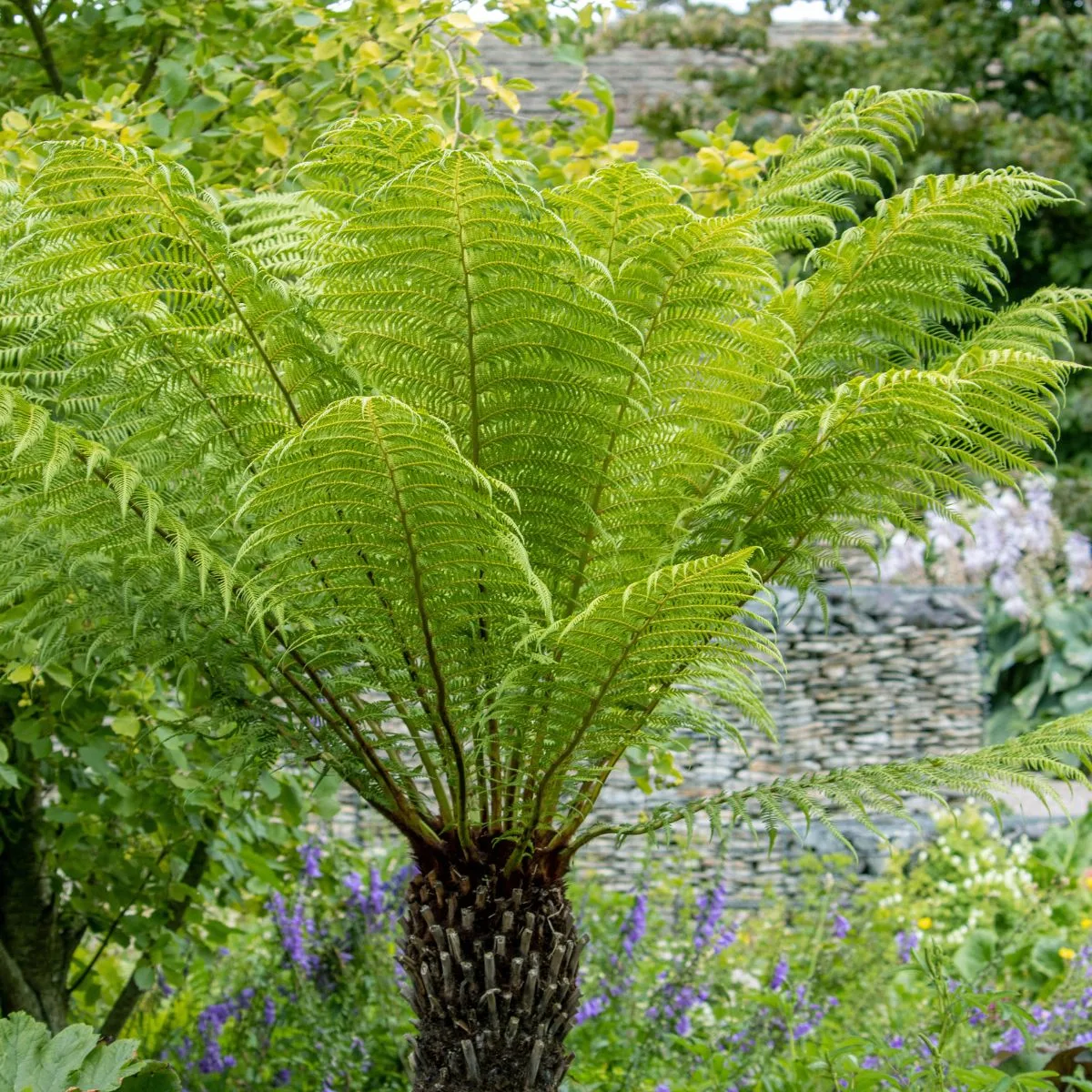 The soft tree fern (Dicksonia antarctica)