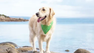 Golden retriever on Australian beach with mouth open