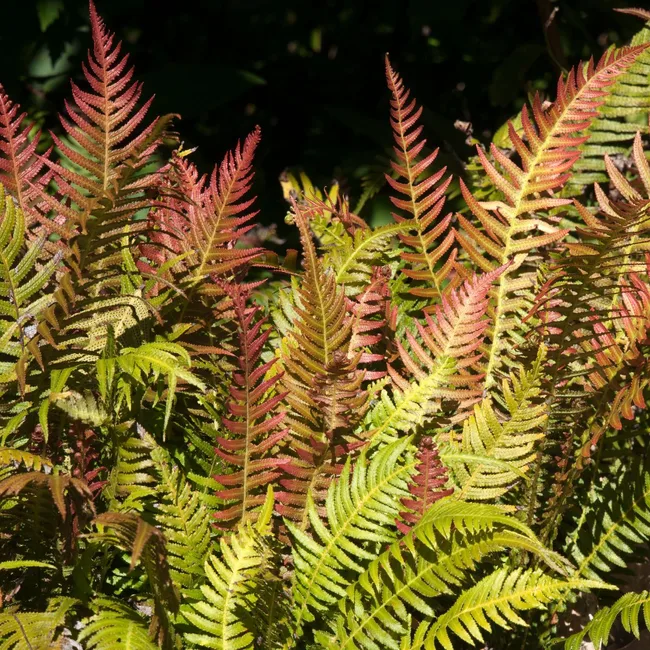Doodia (D. aspera)
