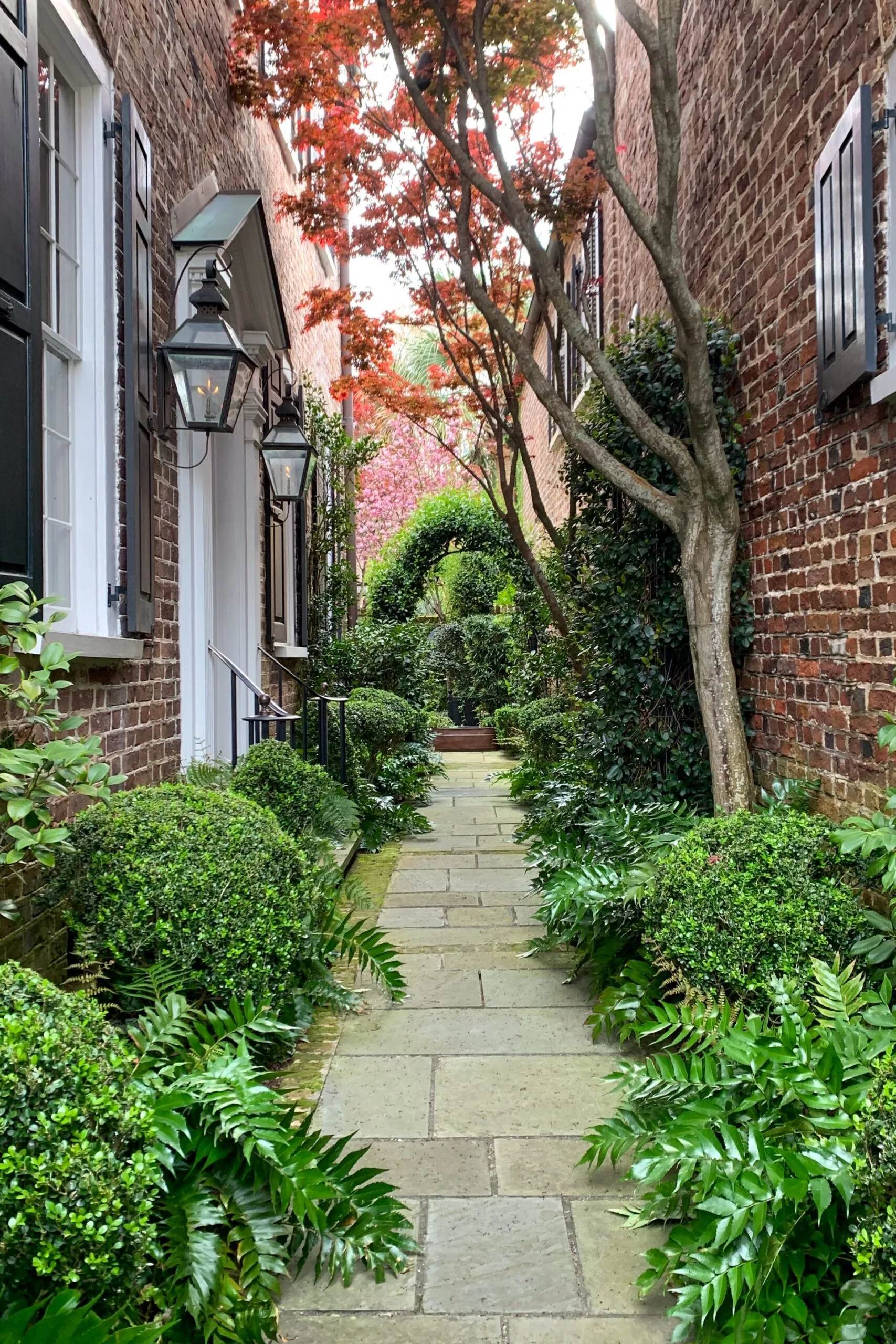 Ferns growing along a side garden path.