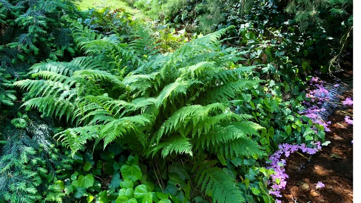fern garden