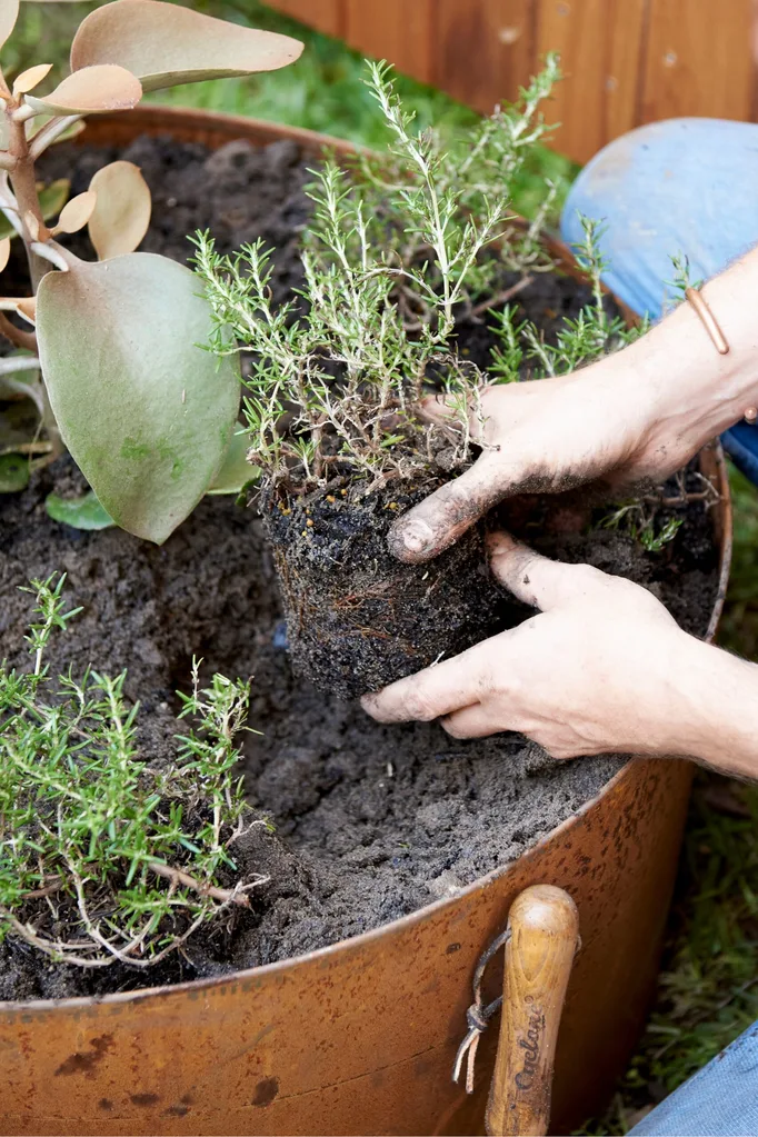Planting herbs in container garden